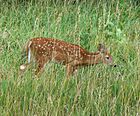 White tailed deer Nebraska.jpg