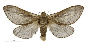 Wiseana copularis female.jpg