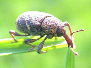 XN Hylobius abietis 02