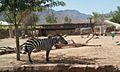 Zebra at El Paso Zoo