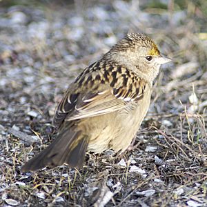 Zonotrichia atricapilla -USA-8