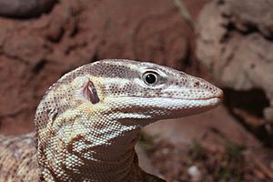 Ackies Dwarf Monitor