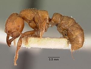 Amblyopone aberrans casent0102193 profile 1