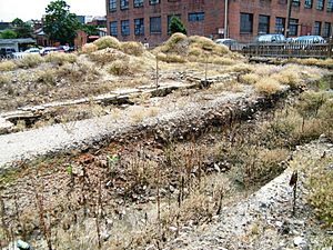 Archaeological dig at petersburg, virginia