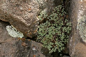 Argyrochosma fendleri habit.jpg