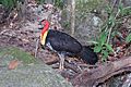 Australian brushturkey, Mossman Gorge