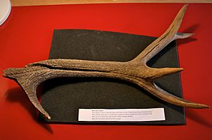 BLW Red deer antler