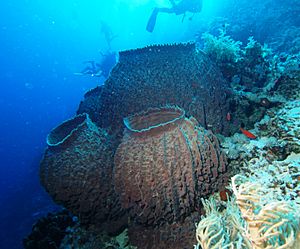 Barrel sponge (Xestospongia testudinaria).jpg