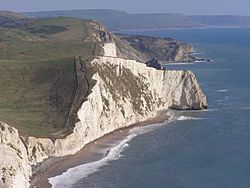 Bats head from white nothe