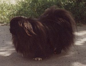 Black pekinese tihamer on street