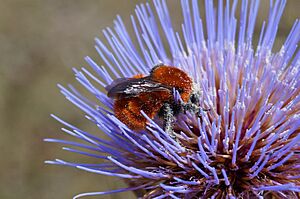 Bombus dahlbomii.jpg