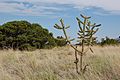 Cane Cholla, Albuquerque