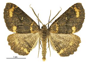 Cleora scriptaria male.jpg