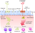 Commensals vs pathogens mechanism