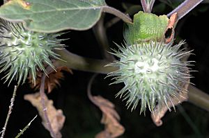 Datura wrightii seed pods