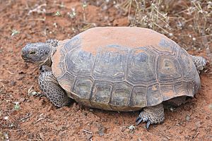 Desert tortoise