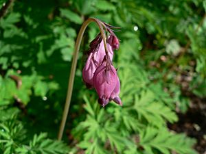 Dicentra formosa 03533