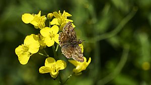 Dingy Skipper, Cerna Abbas, Dorset. (8988626659)