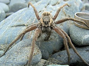 Dolomedes aquaticus.jpg