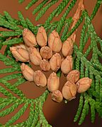 Eastern White Cedar (Thuja occidentalis) - Algonquin Provincial Park 2019-09-20