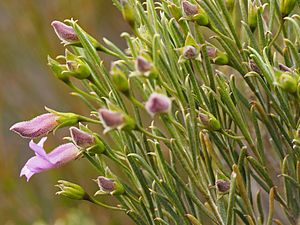 Eremophila labrosa (leaves and flowers).jpg