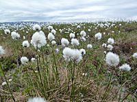 Eriophorum angustifolium (5858098416)