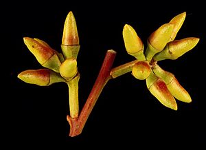 Eucalyptus bancroftii buds