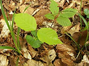 Fagus sylvatica seed 001