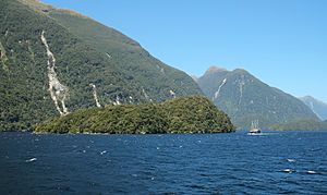 Fergusson Island in Doubtful Sound