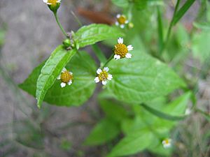 Galinsoga parviflora bluete.jpeg