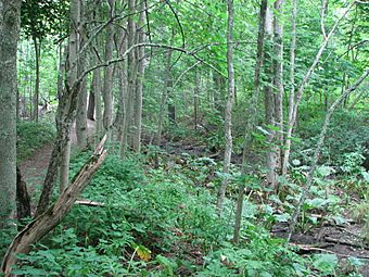 Georges River Canal bed.JPG