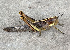 Giant Grasshopper.JPG