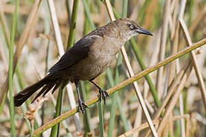 Great-tailed Grackle - female