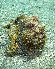 Green Frogfish