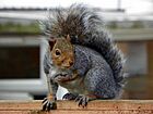 Grey Squirrel (Sciurus carolinensis).jpg