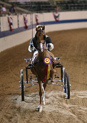 Hackney Cobtail Pony Showing