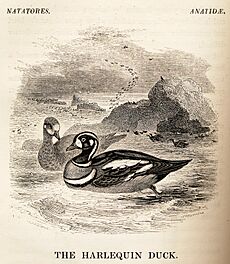 Harlequin Duck from Yarrell History of British Birds 1843