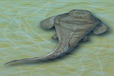 Heterosteus ingens