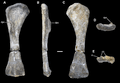 Humerus of Vouivria