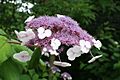 Hydrangea-aspera-zoo-cgn-07074-mutante