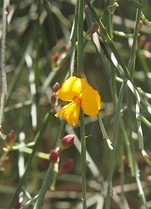 Jacksonia scoparia flower.jpg