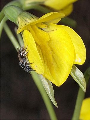 Lasioglossum cognatum.jpg