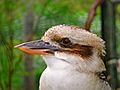 Laughing kookaburra444