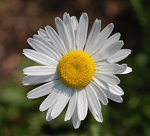 Leucanthemum vulgare 'Filigran' Flower 2200px.jpg