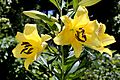 Lilium Golden Splendour3