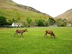 Lochranza deer