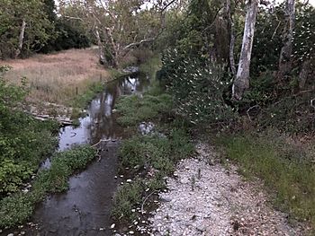 Los Alamitos Creek Trail 100 2018-05-30.jpg