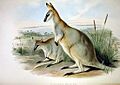 Macropus greyi - Gould.jpg