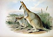 Macropus greyi - Gould.jpg