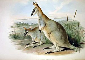 Macropus greyi - Gould.jpg